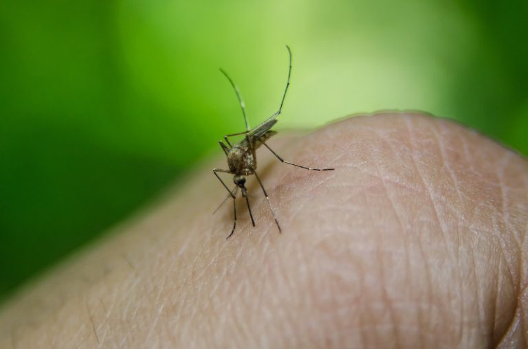 Rimedi Contro Le Zanzare Quali Oli Essenziali Utilizzare Elisir Naturali