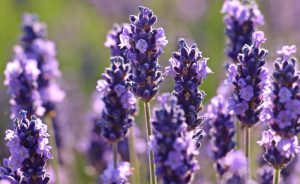 olio essenziale di lavanda