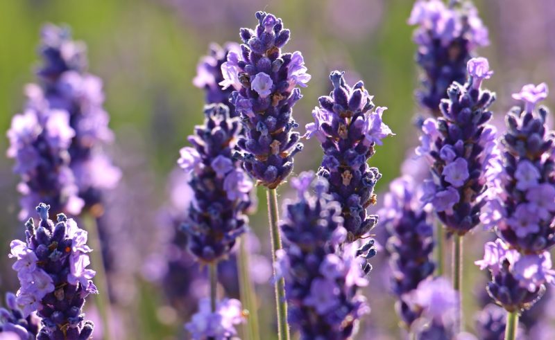 olio essenziale di lavanda