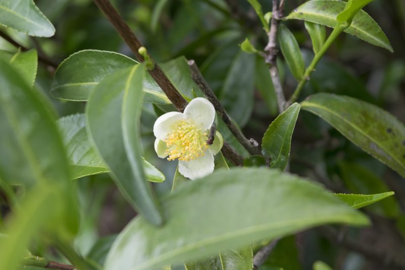 olio essenziale di tea tree