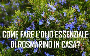 come fare l'olio essenziale di rosmarino