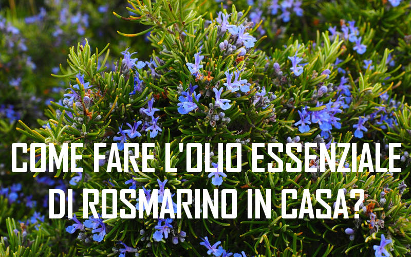 come fare l'olio essenziale di rosmarino