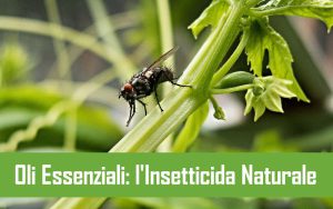 oli essenziali l'insetticida naturale