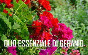 olio essenziale di geranio