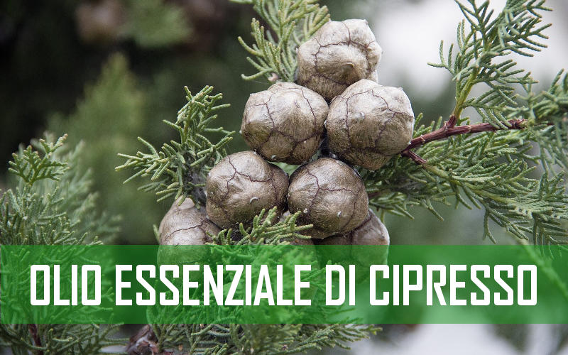 olio essenziale di cipresso