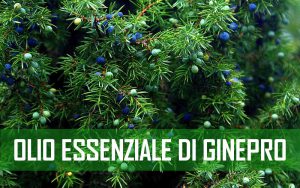 olio essenziale di ginepro