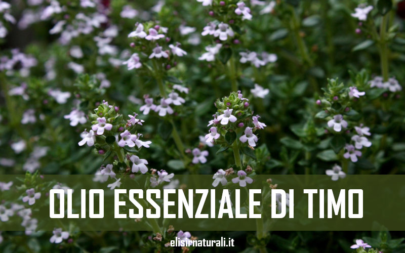 olio essenziale di timo