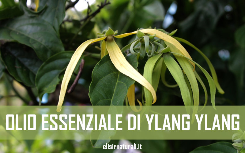 olio essenziale di ylang ylang